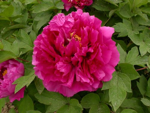 Paeonia suffruticosa
