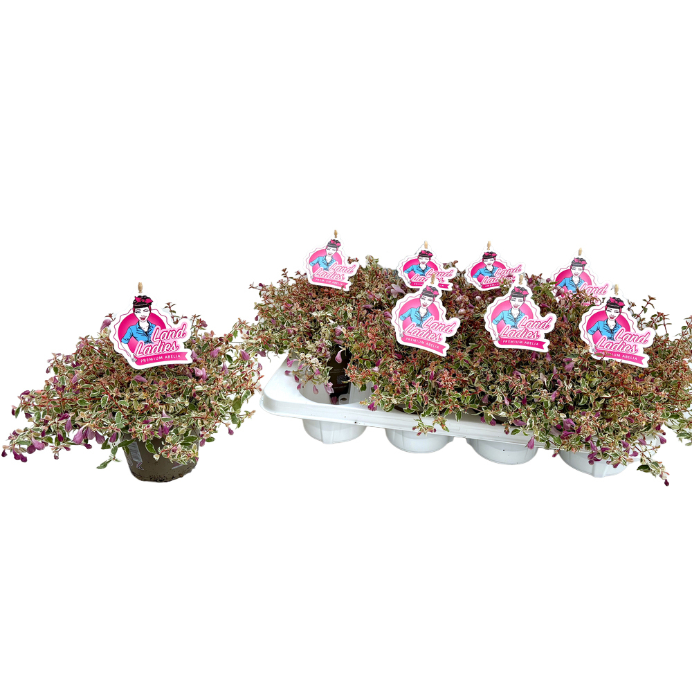 Abelia grandiflora swirly bells
