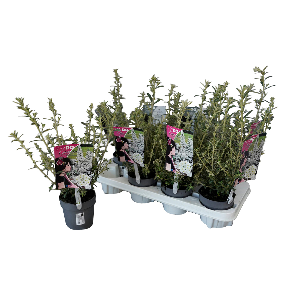 Olearia spring bling