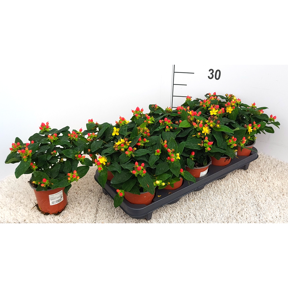 hypericum androsaemum