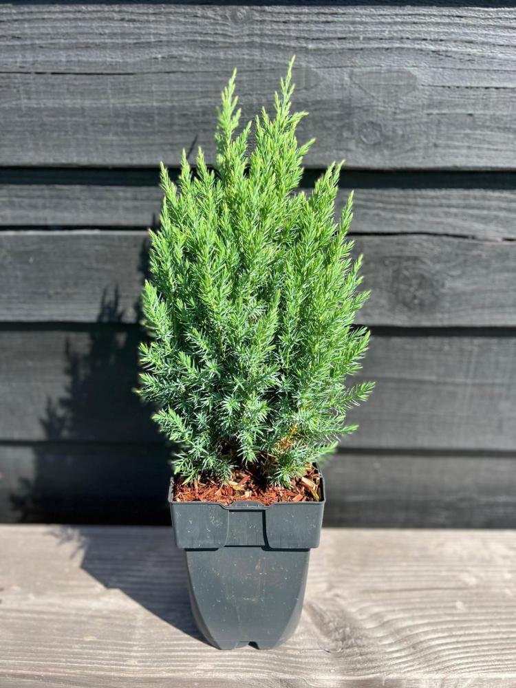 juniperus