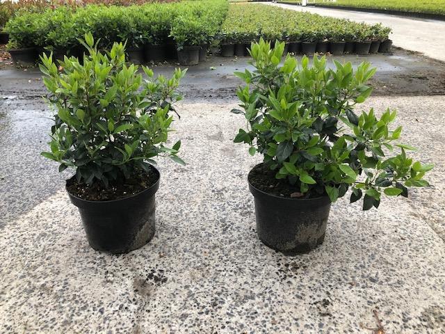 Viburnum