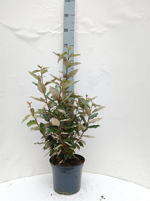 elaeagnus