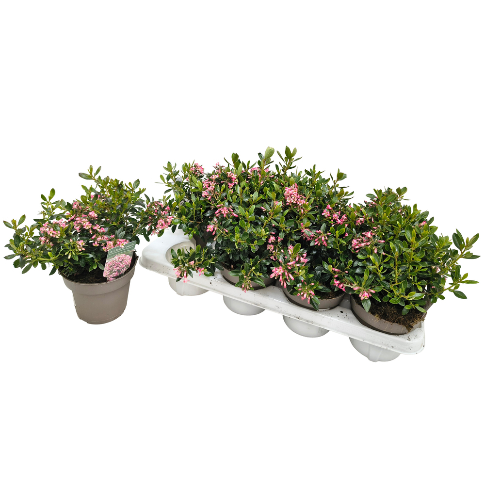 escallonia showstopper