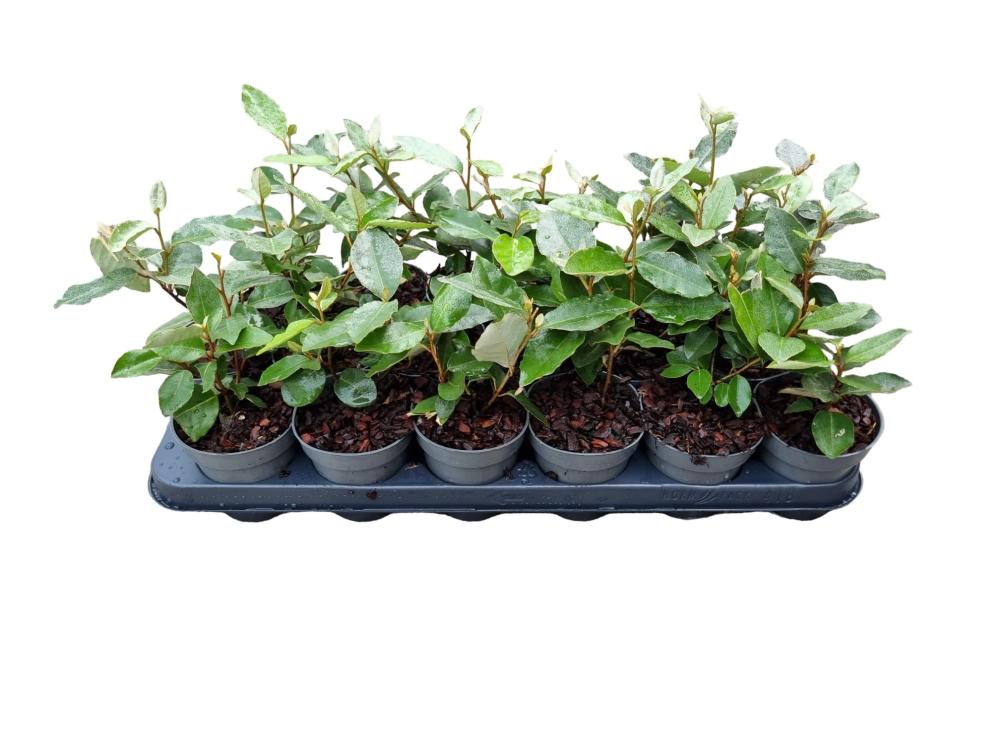 Elaeagnus