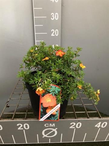 Potentilla