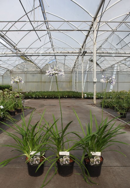 Agapanthus