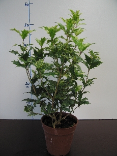 osmanthus