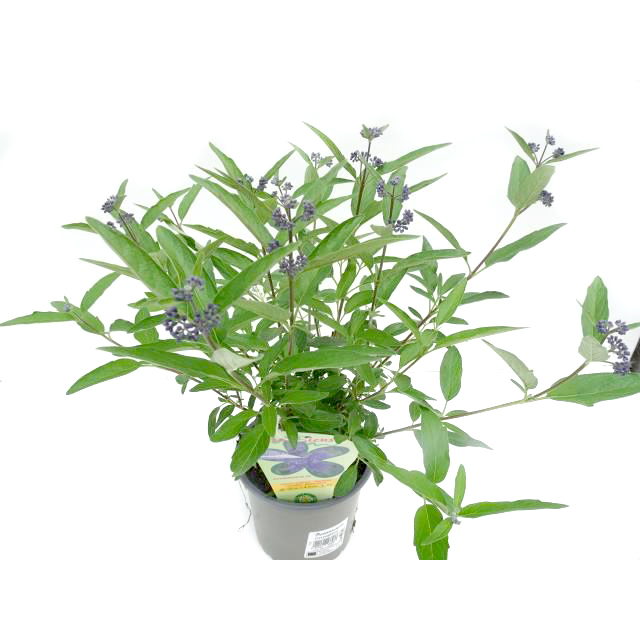 Caryopteris dark knight