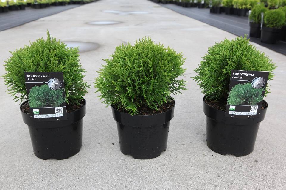 thuja