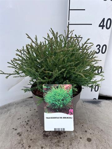 thuja