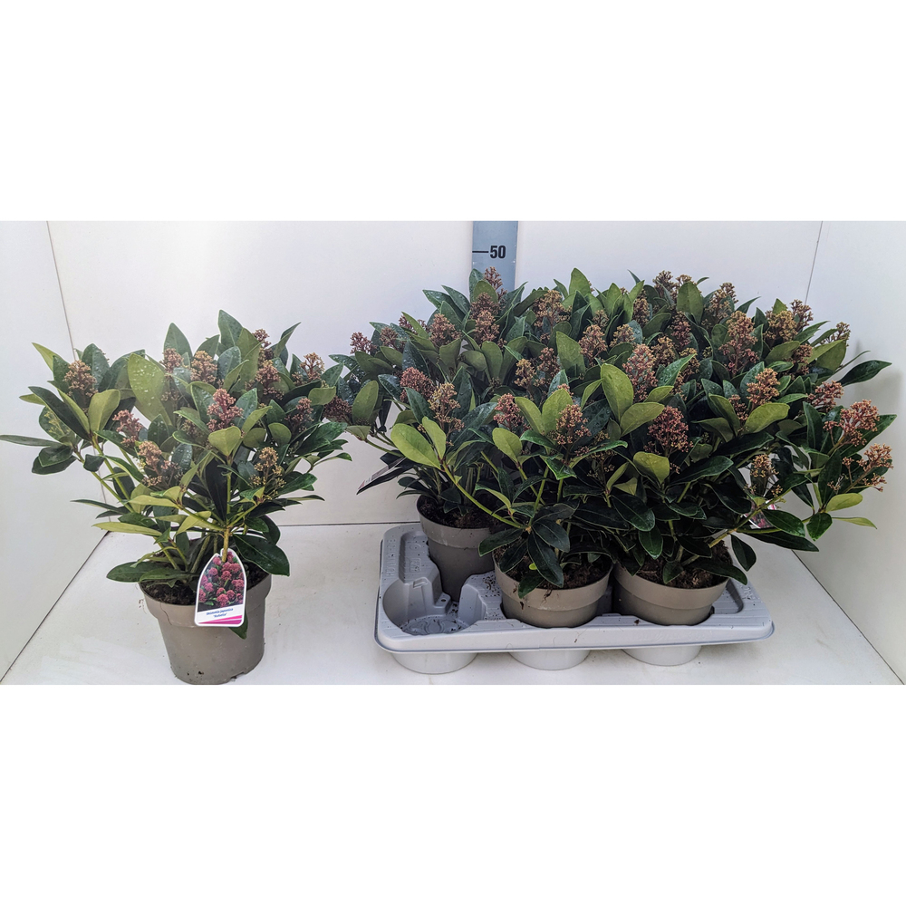 Skimmia japonica rubella