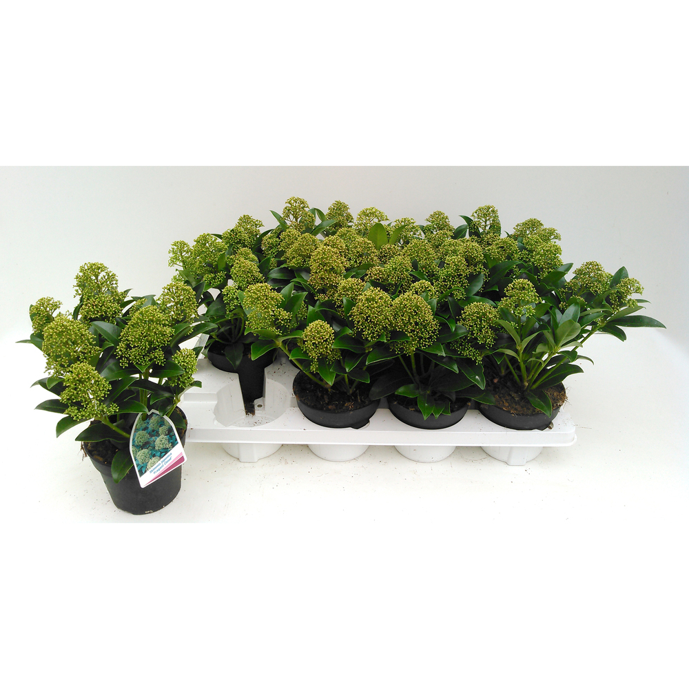 Skimmia japonica fragant cloud