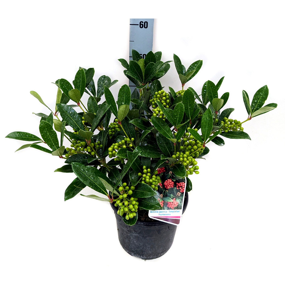 Skimmia japonica temptation beeren