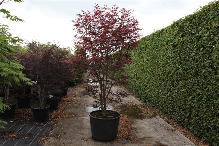 Acer