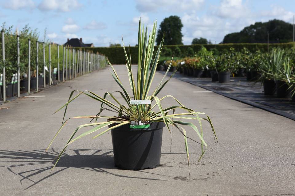 Yucca