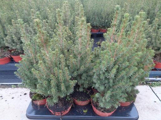 Abelia grandiflora lynn pinky bells