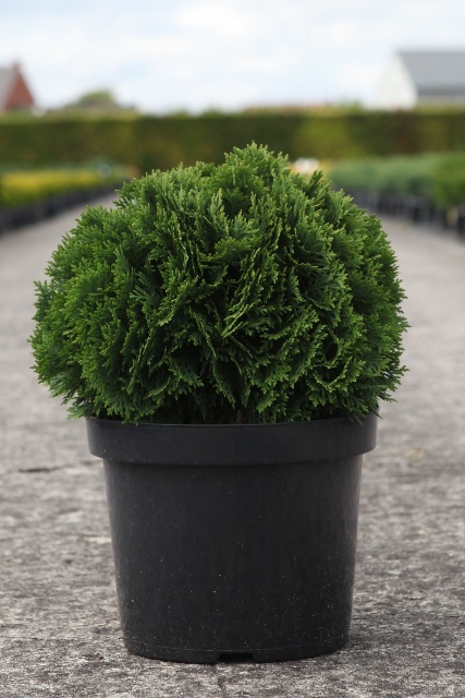 thuja
