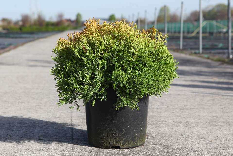 thuja