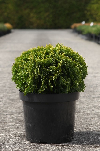 thuja