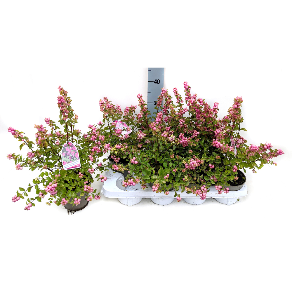 Symphoricarpos magical sweet