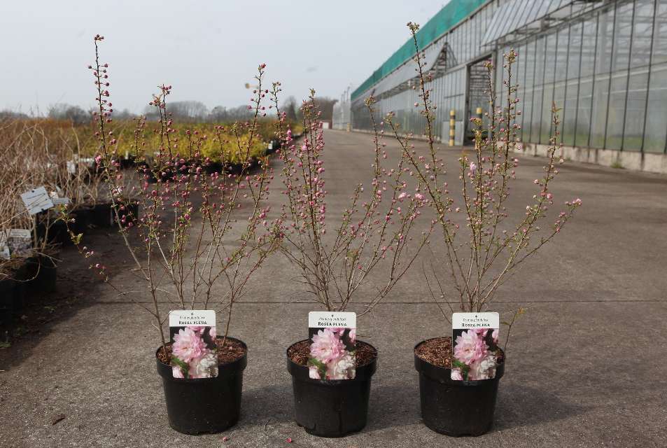 prunus