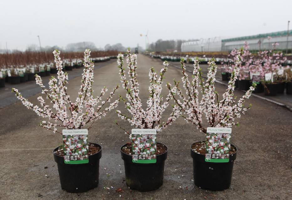 prunus