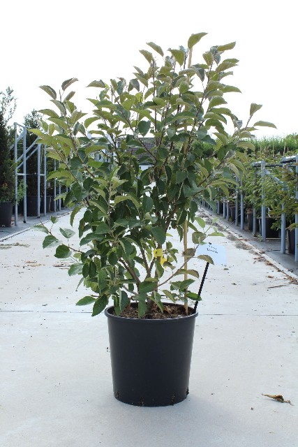 malus