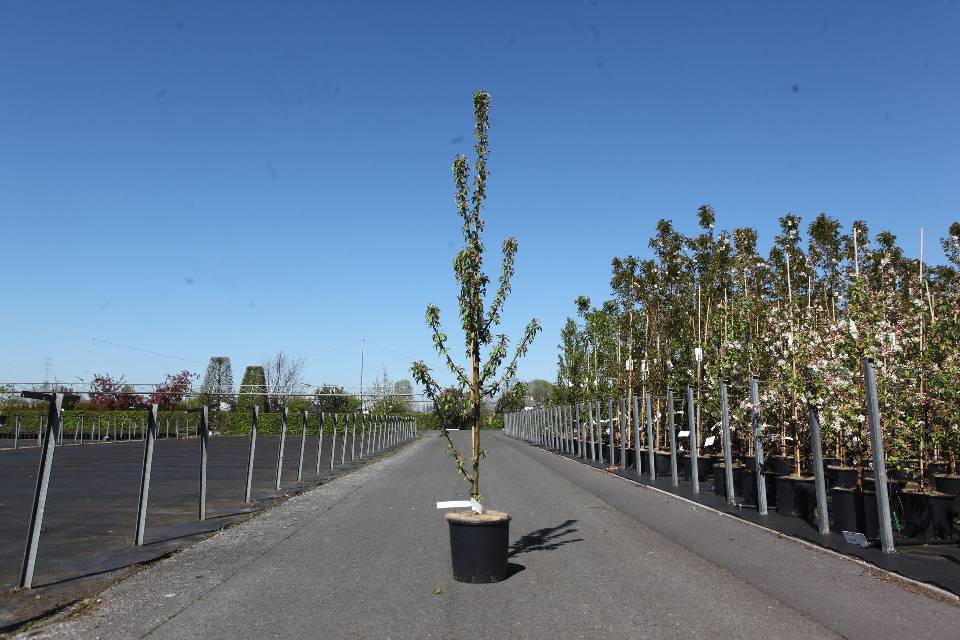 malus
