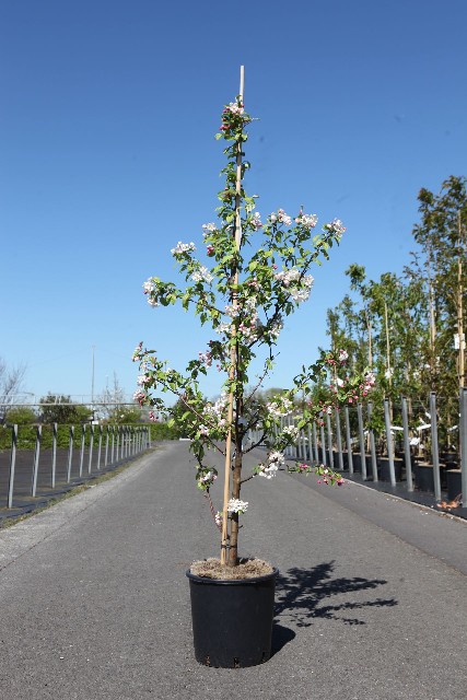 malus