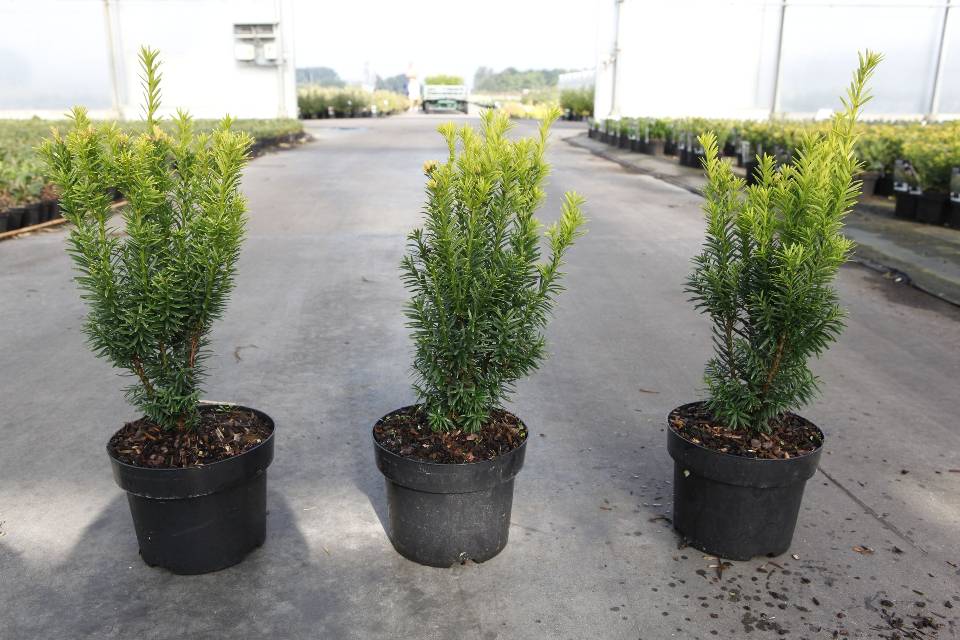 taxus