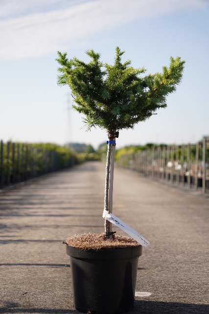 Larix