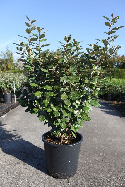 elaeagnus