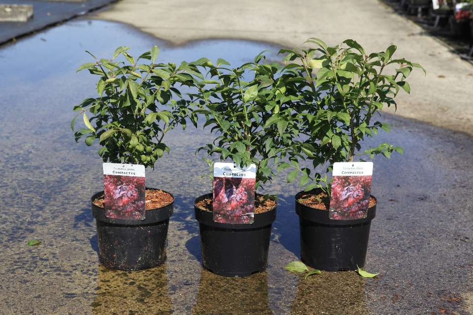 euonymus