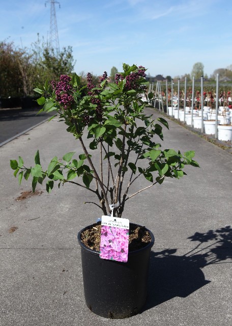 syringa