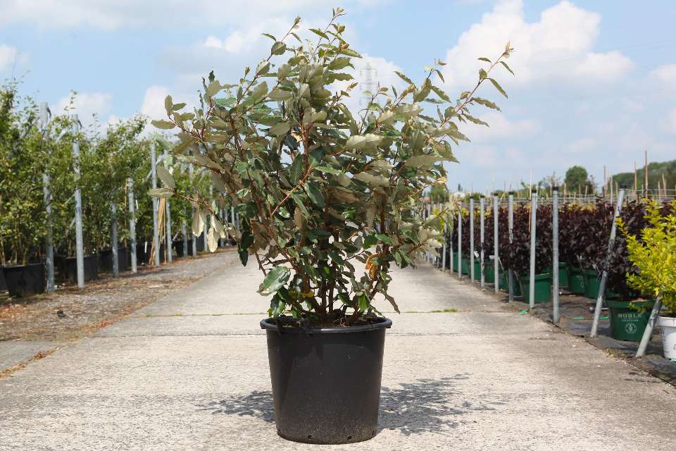 elaeagnus