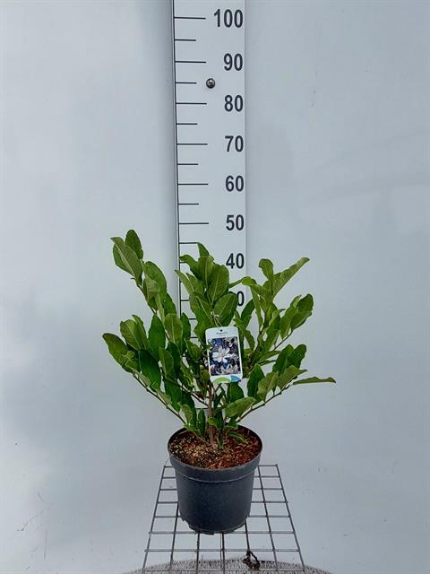 Magnolia