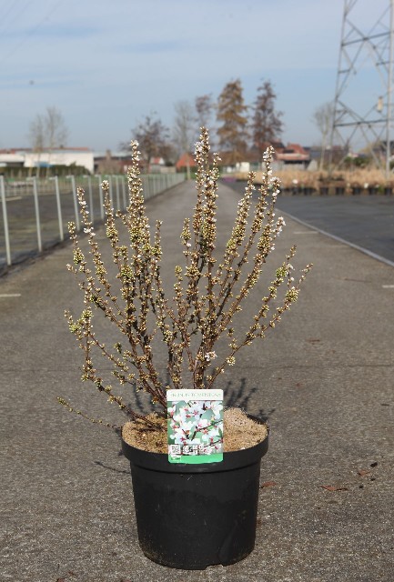 prunus