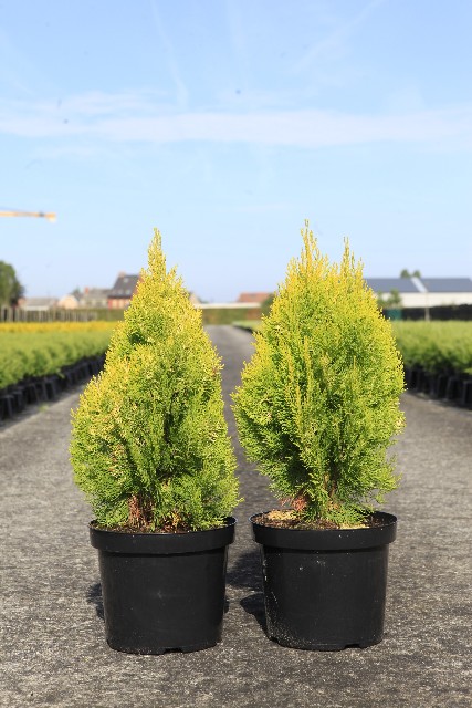 Platycladus