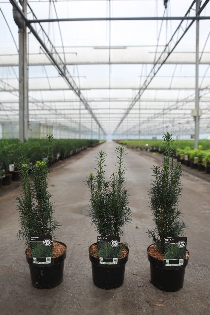 taxus