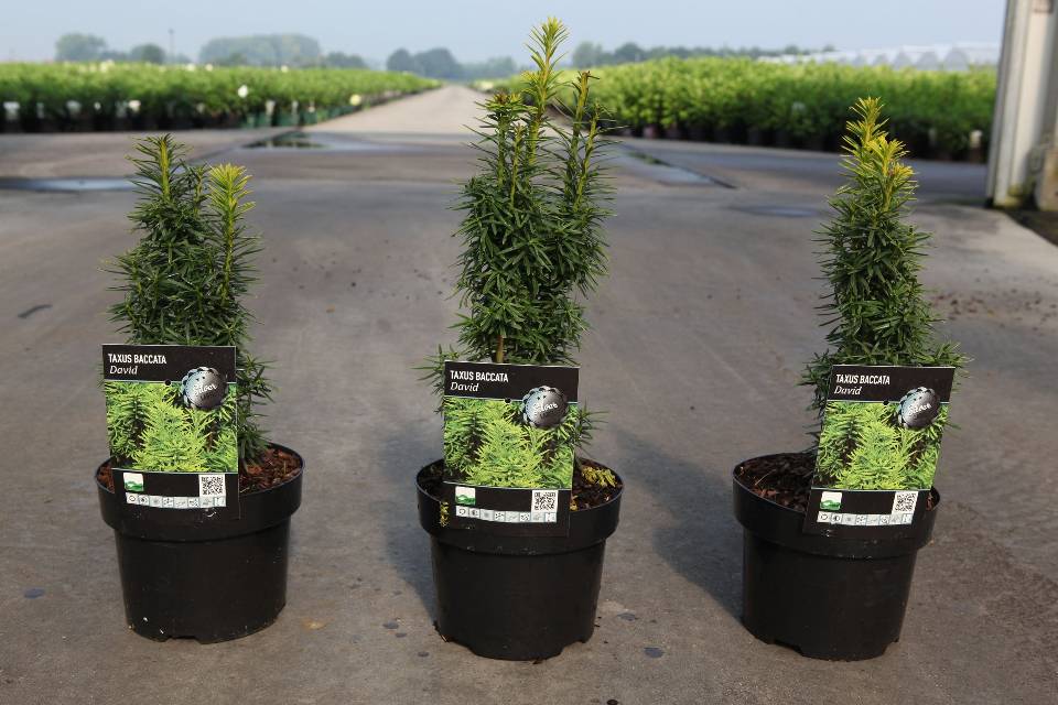 taxus