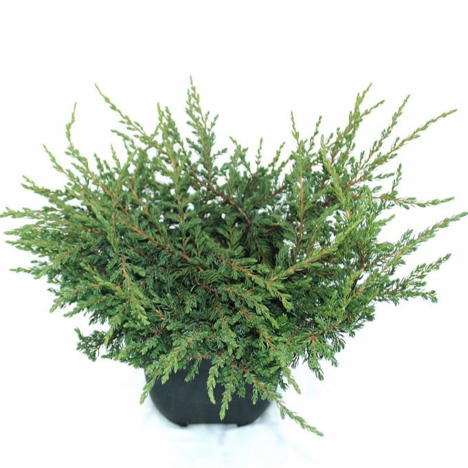 juniperus