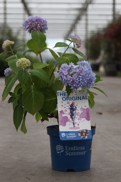 hydrangea