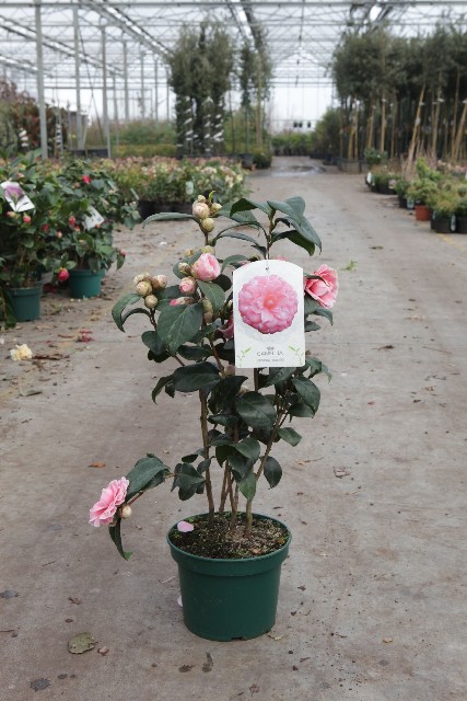 camellia