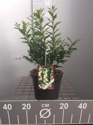 Sarcococca