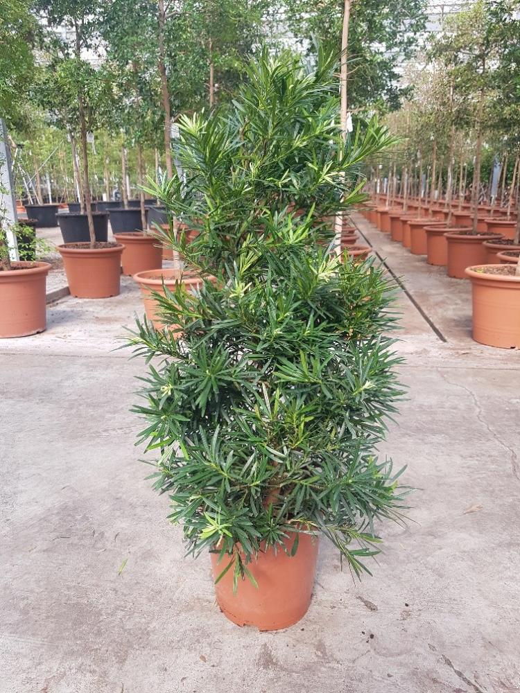 Podocarpus