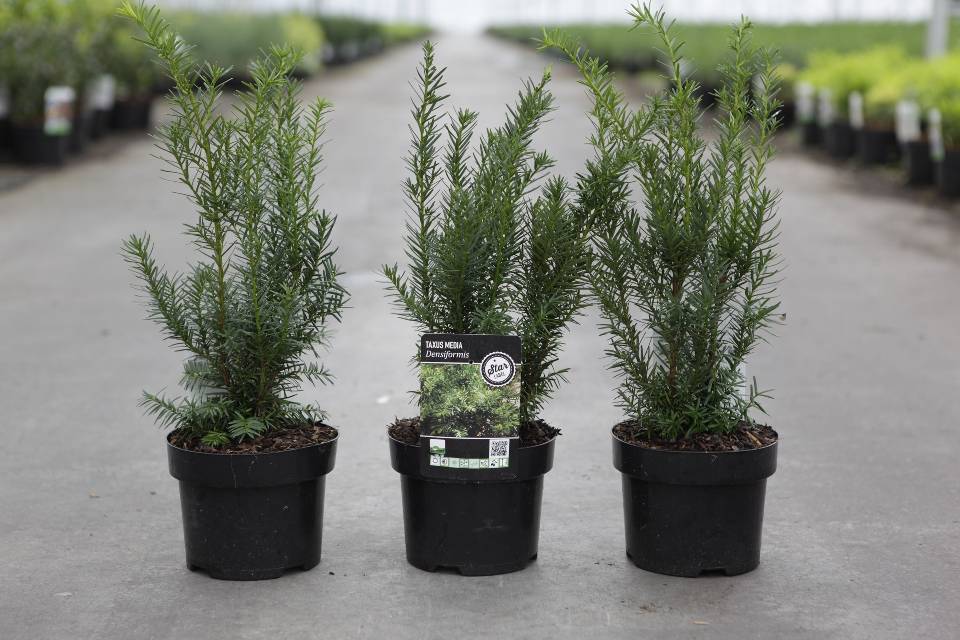 taxus
