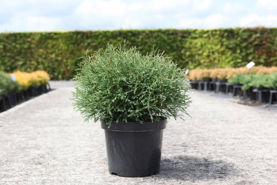 thuja