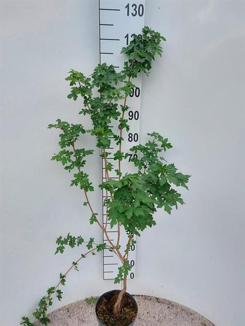 Acer