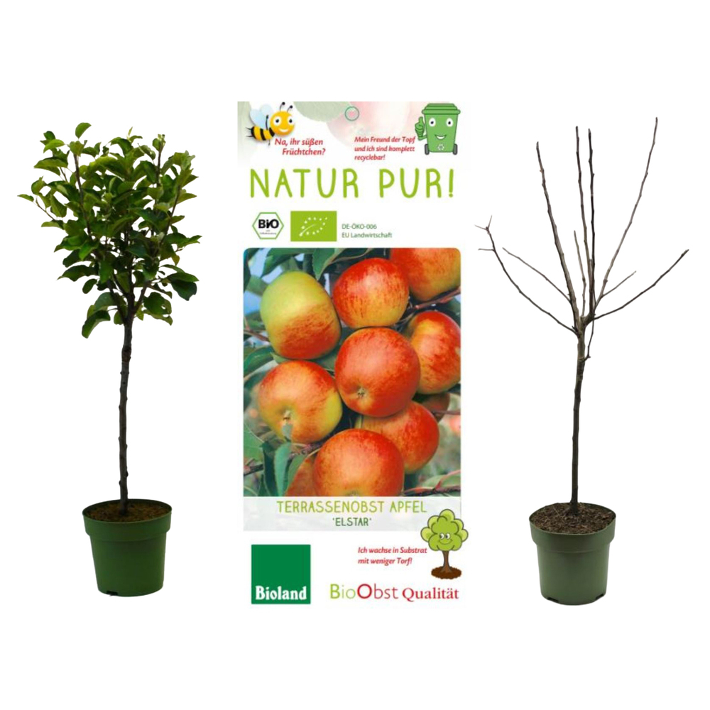 malus